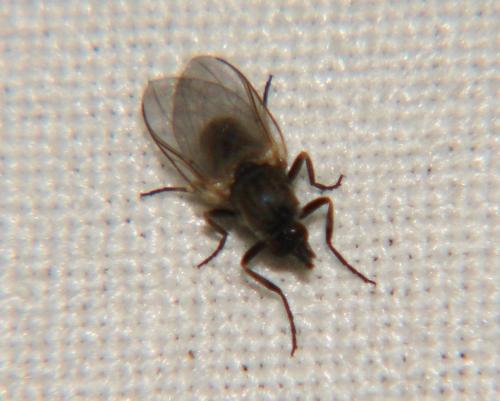 Réf. 246 533 : Simulium sp.